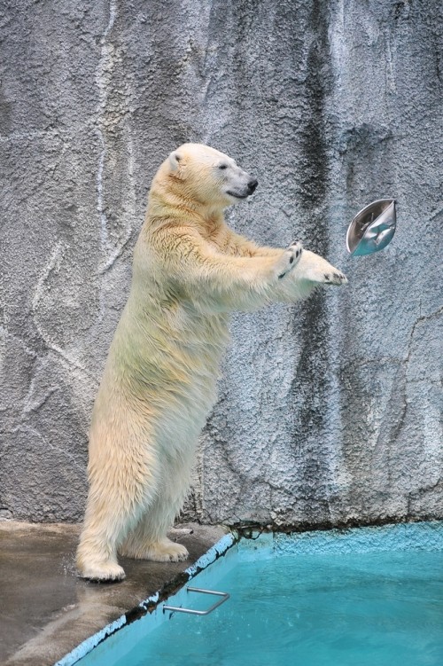 6月23日~浜松市動物園・キロル~13時から14時台