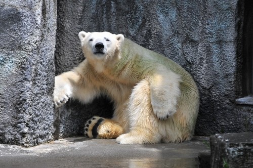 6月22日~浜松市動物園・キロル~10時半から11時台