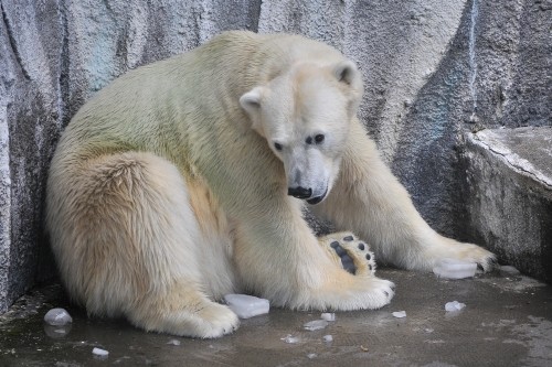 6月22日~浜松市動物園・キロル~11時台から13時まで
