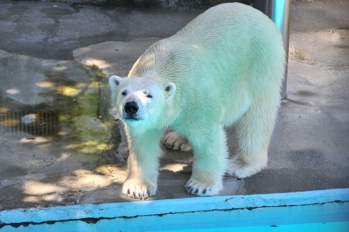 ６月２２日～浜松市動物園・キロル～１３時から１４時台