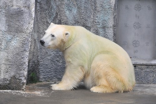 6月21日~浜松市動物園・キロル~10時台