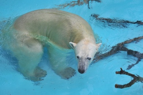 6月21日~浜松市動物園・キロル~11時台