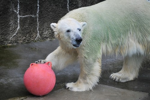 6月21日~浜松市動物園・キロル~11時台から12時台の浮き遊び