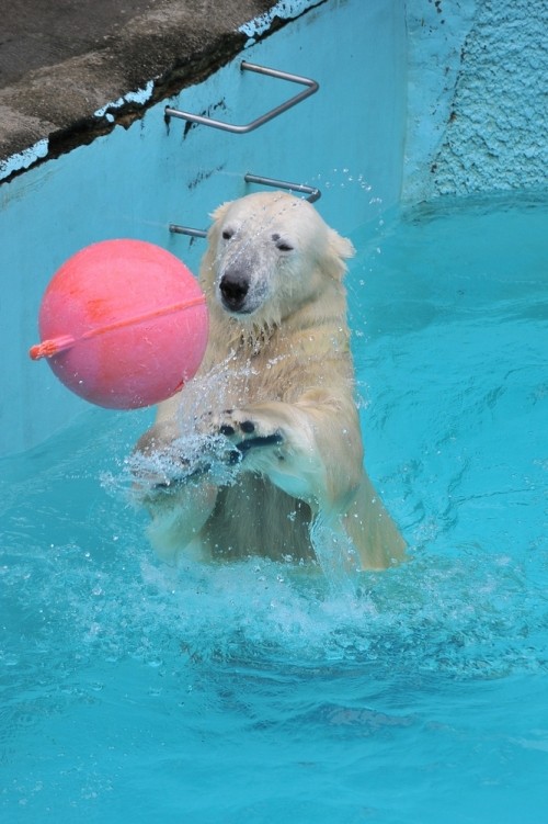 6月21日~浜松市動物園・キロル~12時台から14時台
