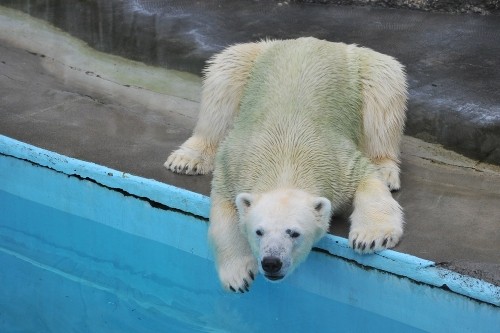 6月21日~浜松市動物園・キロル~15時台から閉園まで