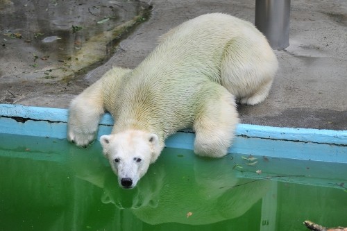 6月20日~浜松市動物園・キロル~11時台から14時まで