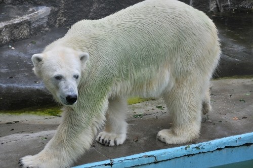 6月20日~浜松市動物園・キロル~14時から閉園まで