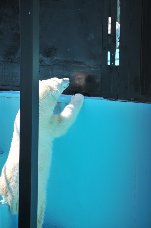 7月17日~おびひろ動物園・イコロ&アイラ~開園から10時台