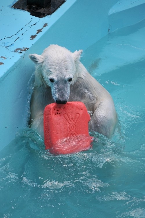 7月17日~おびひろ動物園・イコロ&アイラ~11時から12時過ぎ