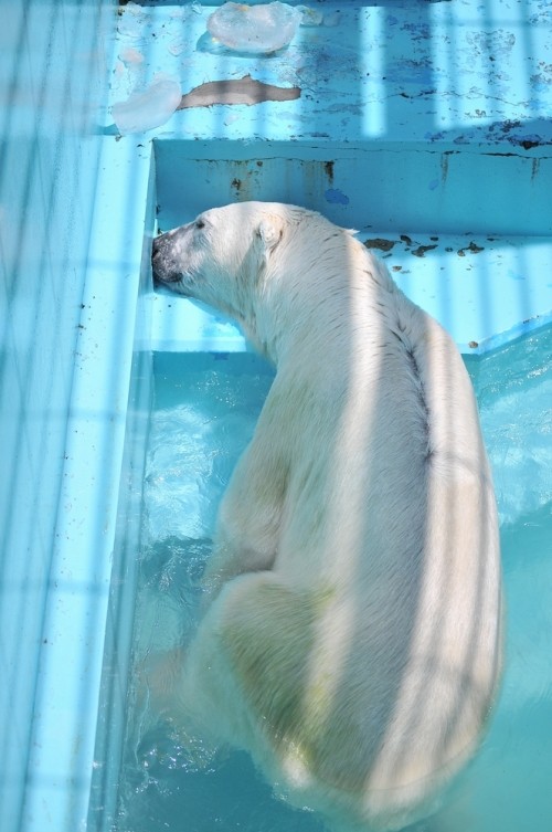 7月17日~おびひろ動物園・イコロ&アイラ~11:45から12:35