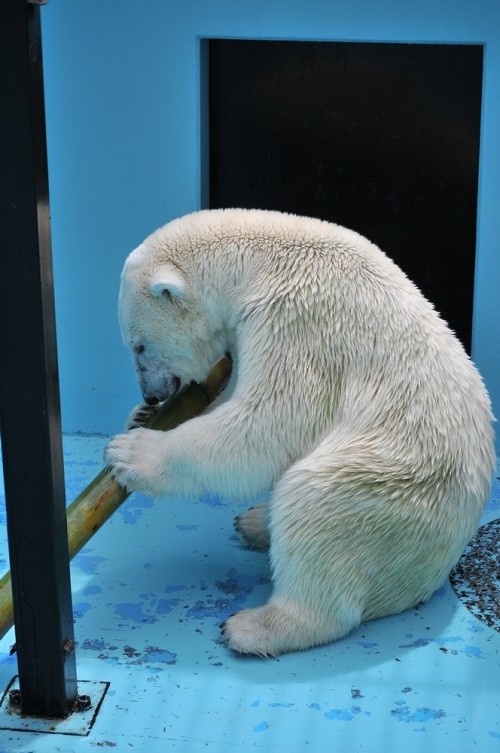 7月21日~おびひろ動物園・イコロ&アイラ~9時台から10時台