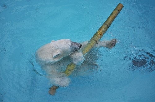 7月21日~おびひろ動物園・イコロ&アイラ~10時台から11時台