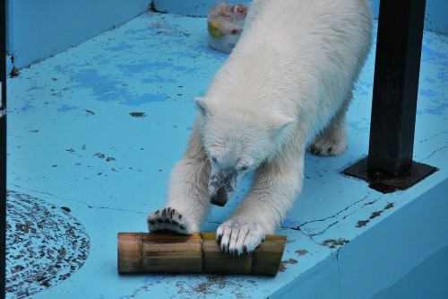 7月21日~おびひろ動物園・イコロ&アイラ~11時台から12時台