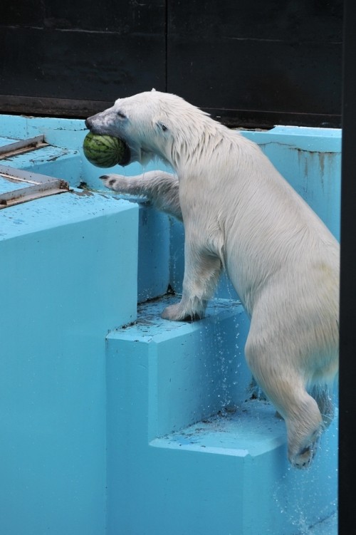 7月21日~おびひろ動物園・イコロ&アイラ~14時から15時台