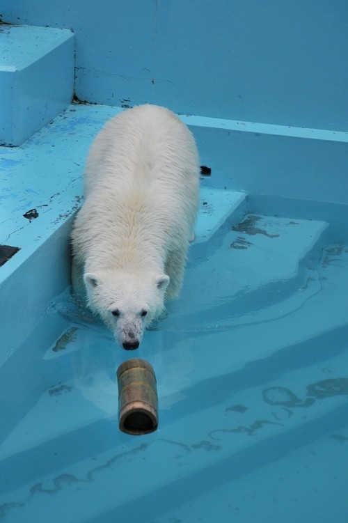7月21日~おびひろ動物園・イコロ&アイラ~15時台から閉園まで