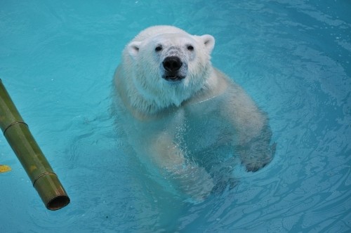 7月22日~おびひろ動物園・イコロ&アイラ~開園から10時台