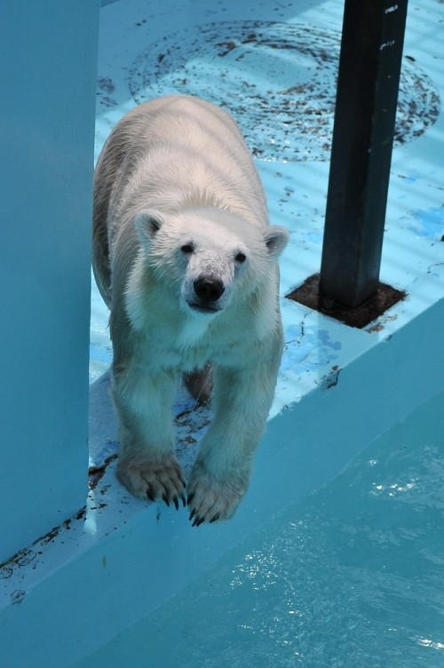 7月22日~おびひろ動物園・イコロ&アイラ~10時台から11時台