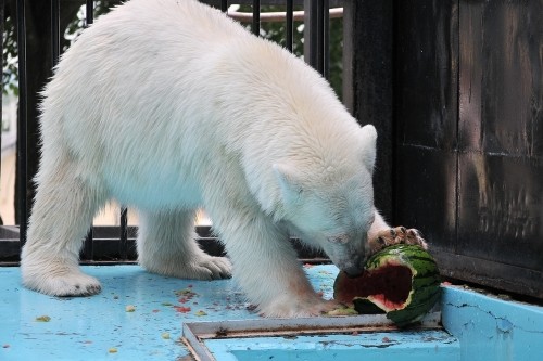 7月22日~おびひろ動物園・イコロ&アイラ~11時台から12時台