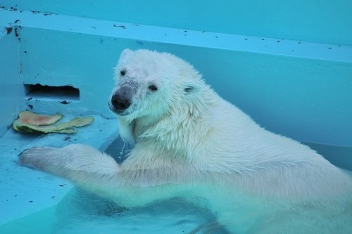 7月22日~おびひろ動物園・イコロ&アイラ~12時台から14時台
