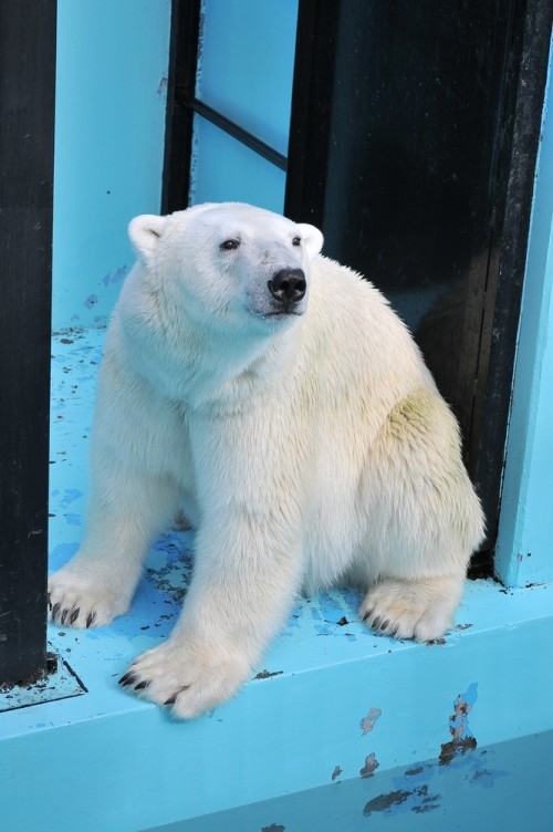 7月22日~おびひろ動物園・イコロ&アイラ~15時台