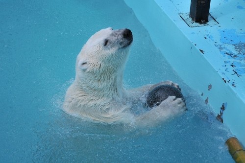 7月22日~おびひろ動物園・イコロ&アイラ~15時台から閉園まで