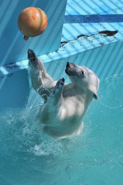 7月17日~おびひろ動物園・イコロ&アイラ~12時台から14時台