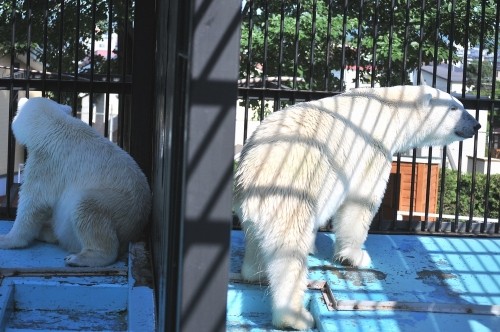 7月17日~おびひろ動物園・イコロ&アイラ~15時から閉園後まで