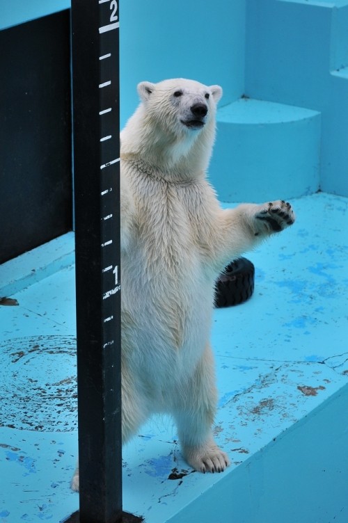 7月16日~おびひろ動物園・イコロ&アイラ~10時半から11時台