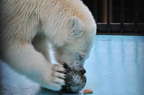 7月16日~おびひろ動物園・イコロ&アイラ~11時台から13時台