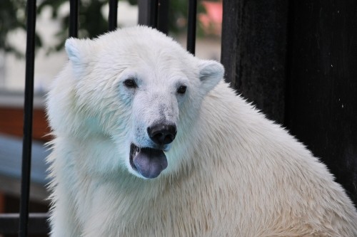 7月16日~おびひろ動物園・イコロ&アイラ~14時台から16時まで