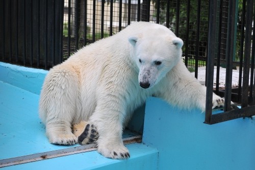 7月16日~おびひろ動物園・イコロ&アイラ~16時から閉園まで