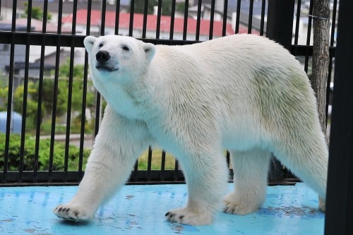 7月15日~おびひろ動物園・イコロ&アイラ~開園から10時台