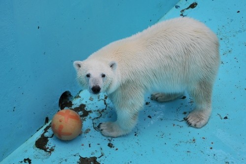 7月15日~おびひろ動物園・イコロ&アイラ~10時台から12時台