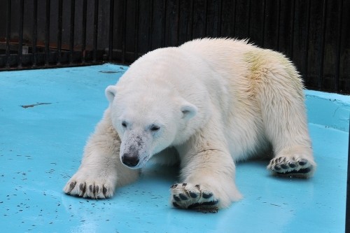 7月15日~おびひろ動物園・イコロ&アイラ~12時台から14時台