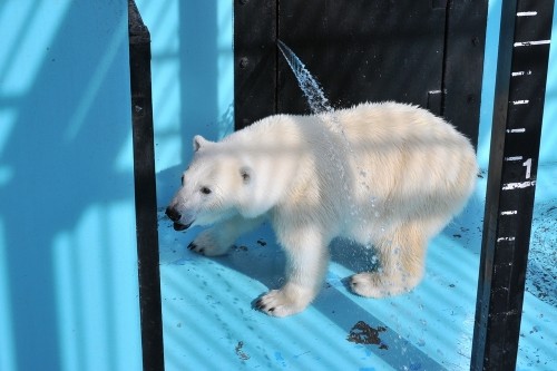 7月15日~おびひろ動物園・イコロ&アイラ~15時台