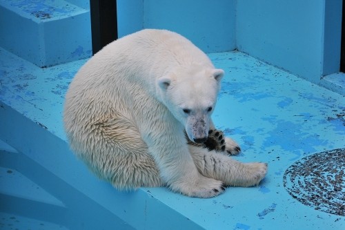 7月15日~おびひろ動物園・イコロ&アイラ~16時から閉園まで