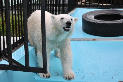7月14日~おびひろ動物園・イコロ&アイラ~11時台