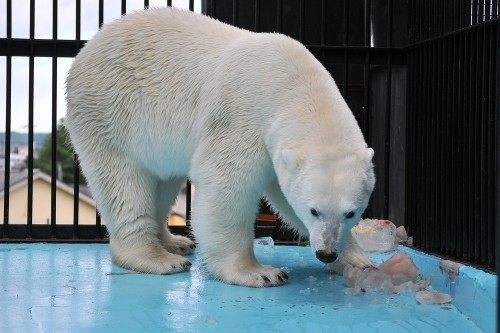 7月14日~おびひろ動物園・イコロ&アイラ~12時から13時台