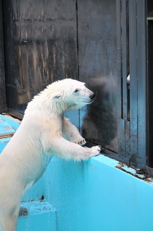 7月14日~おびひろ動物園・イコロ&アイラ~13時台から15時台