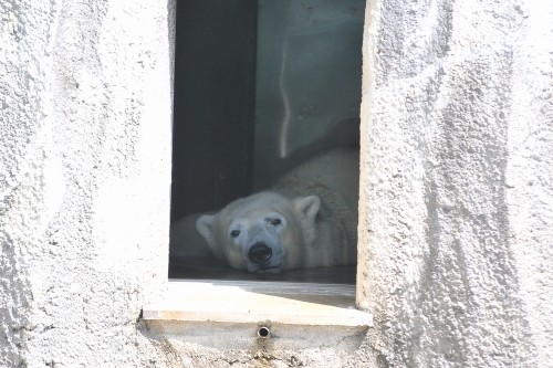 8月26日~浜松市動物園・キロル~10時から11時過ぎ