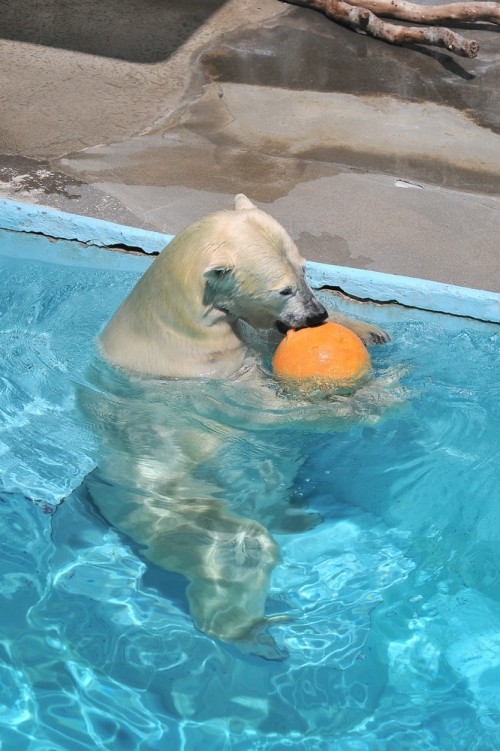 8月26日~浜松市動物園・キロル~11時台から13時まで