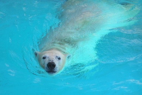 8月26日~浜松市動物園・キロル~13時から15時台