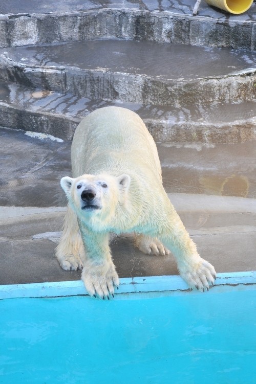 8月26日~浜松市動物園・キロル~15時台から閉園まで