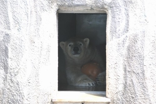 8月25日~浜松市動物園・キロル~10時から11時台