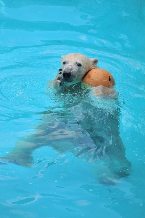8月25日~浜松市動物園・キロル~11時台から13時台