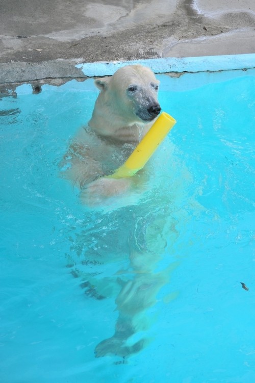 8月25日~浜松市動物園・キロル~13時台から15時台