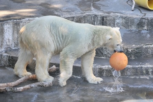 8月25日~浜松市動物園・キロル~15時台から19時台