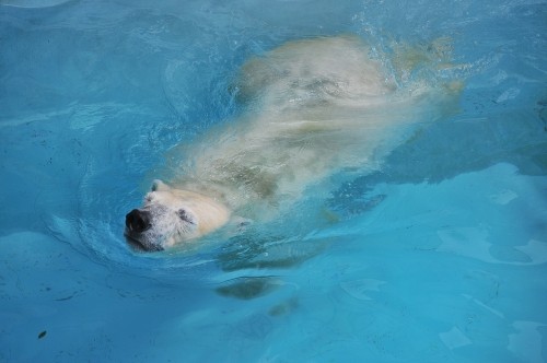 8月24日~浜松市動物園・キロル~9時台から11時台