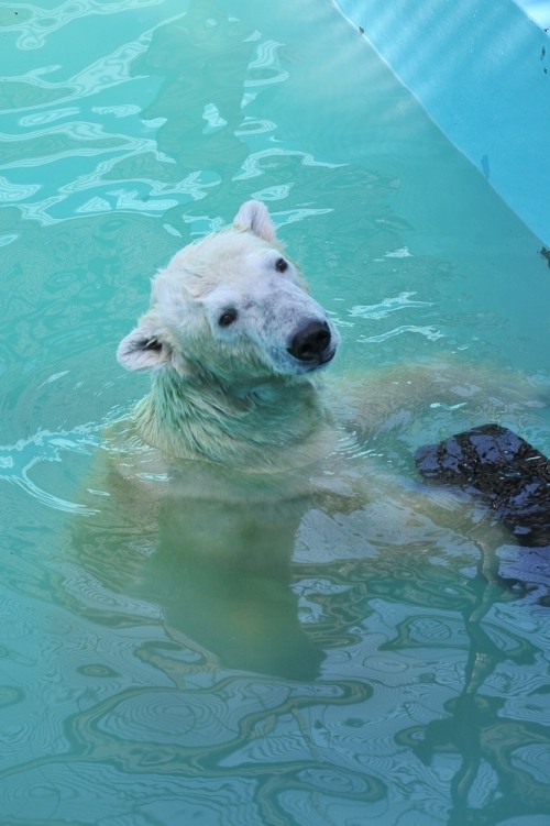 9月15日~おびひろ動物園・イコロ&アイラ~11時台から12時台