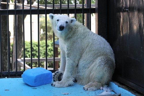 9月15日~おびひろ動物園・イコロ&アイラ~12時台から14時台